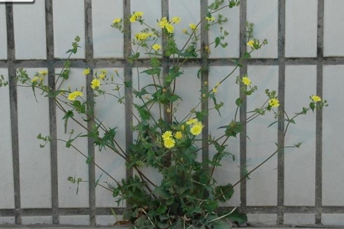 苦賣菜